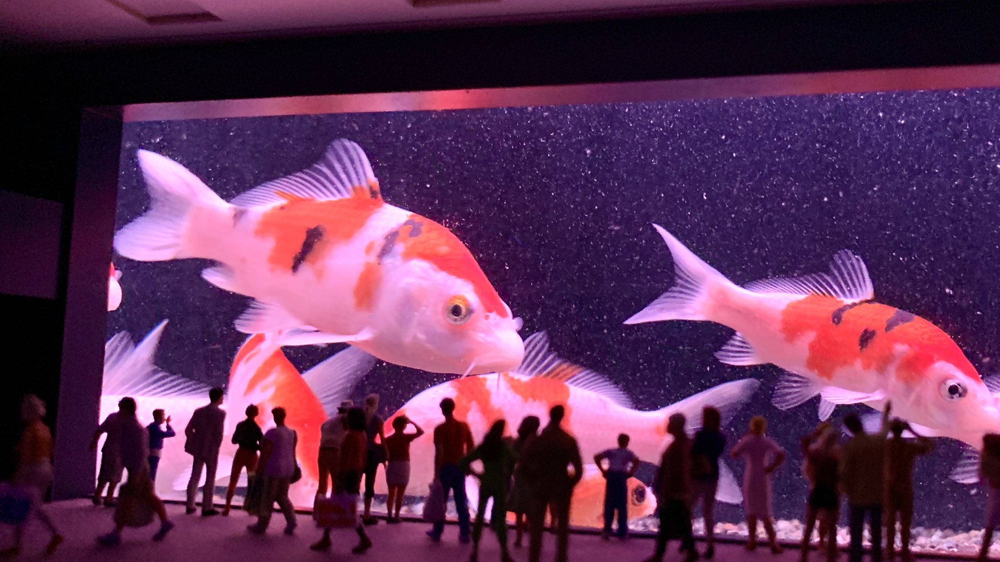 Twitter 上的 Mozu 東京展覧会7 22 小さい水族館を作れば金魚でも超巨大に見えるのでは と閃いたので 早速作ってアクアショップで撮影してきました 動画 巨大魚が棲む水族館が出来るまで T Co Spb9xn8w3n 合成ではありません ミニチュア