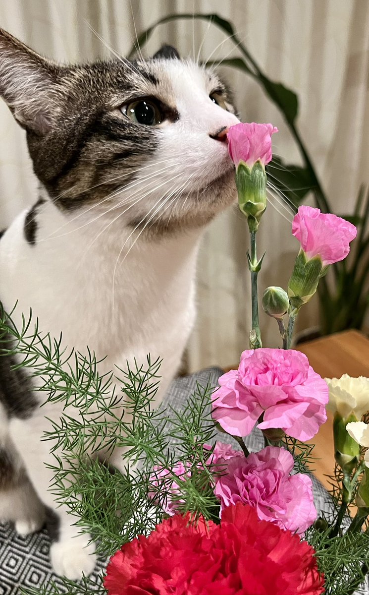yuriaria2's tweet photo. 母の日ありがとう💐
#猫好き
#猫のいる暮らし
#母の日 https://t.co/tO3fdY6yDk