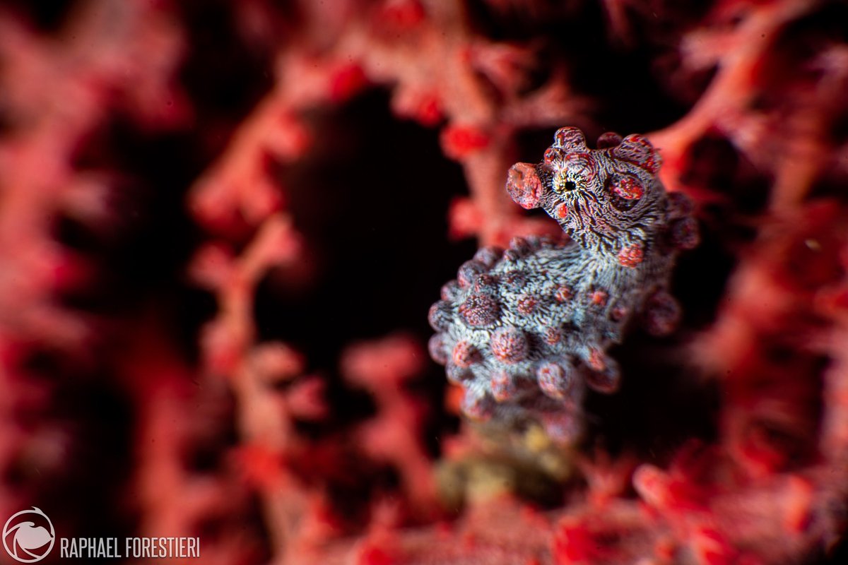ForestieriR's tweet photo. @jjays_captions #pygmyseahorse #hippocampus Raja Amphat Papua NG Indonesia https://t.co/FTWQm24AGU