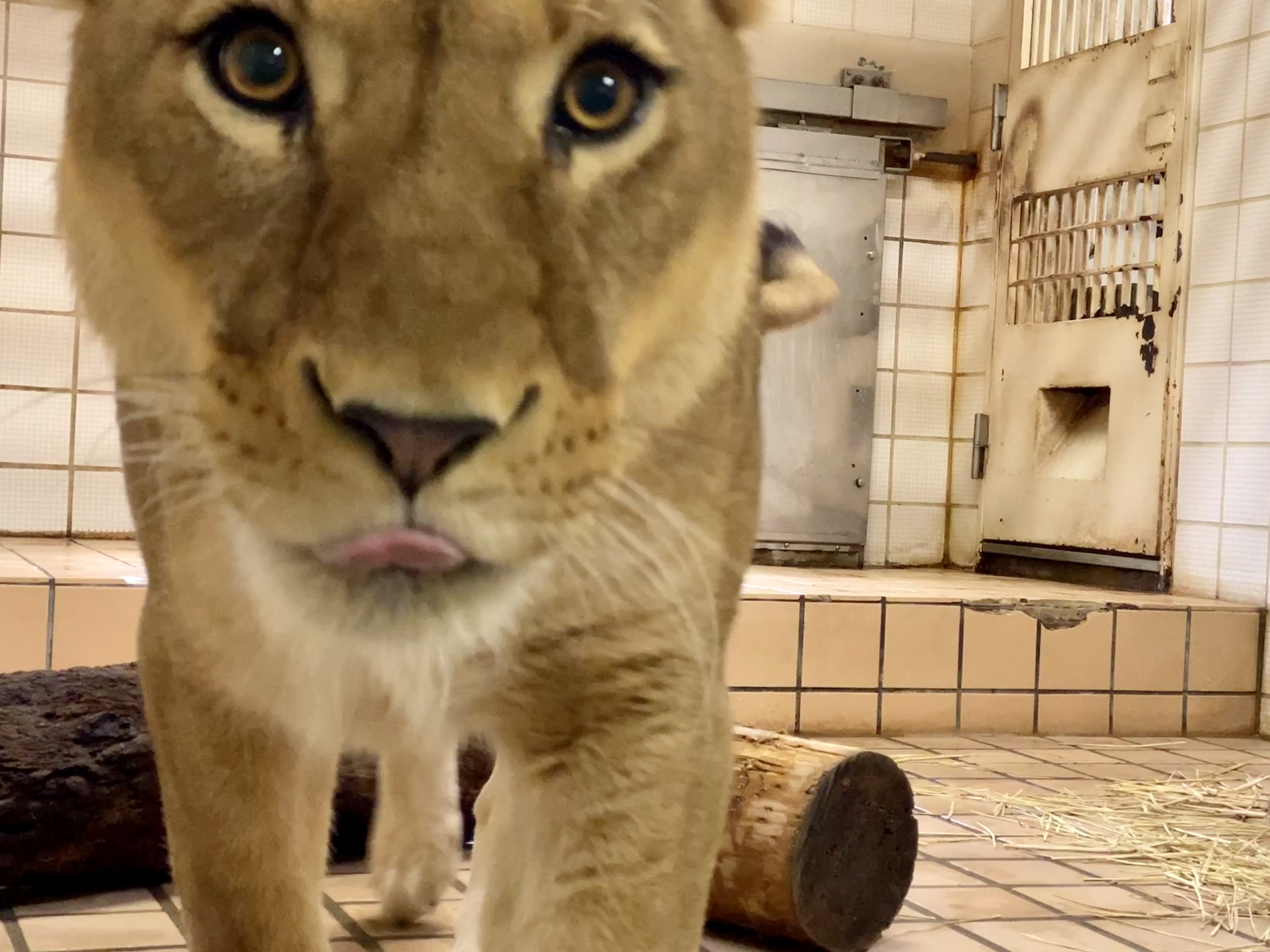 キティ 根付け 動物園限定 どうぶつえん ピンク ライオン 2007