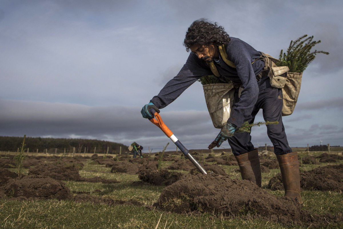 MartinLallanaS's tweet photo. 🌲En el estado español necesitamos un proceso de reforestación masiva de 6.000.000 hectáreas en diez años.

Serían 600.000 hectáreas reforestadas cada año, que necesitan 74 empleos por cada 1.000 hectáreas.

Esto podría impulsar la creación de 45.000 empleos públicos cada año. https://t.co/nE0sImLTyi