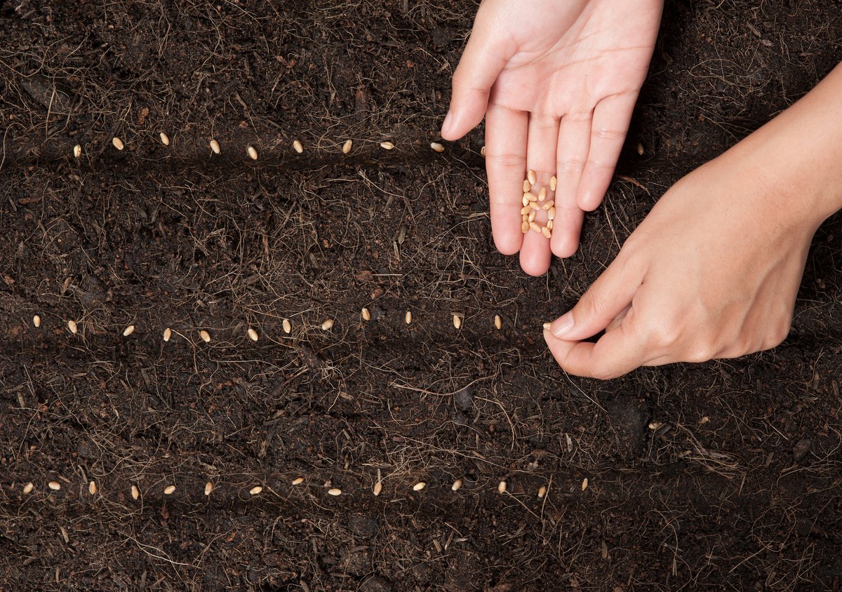 Ellie_Coach_e's tweet photo. 50 Questions Challenge
Q18 What kind of seeds do you want to plant?
#PowerOfQuestion #50QuestionsChallenge #CoachingWithEllie https://t.co/vT53tmmRj1