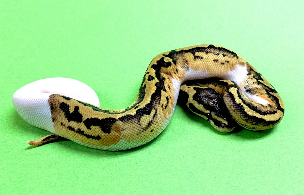 BHBReptiles's tweet image. #PiedBallPython