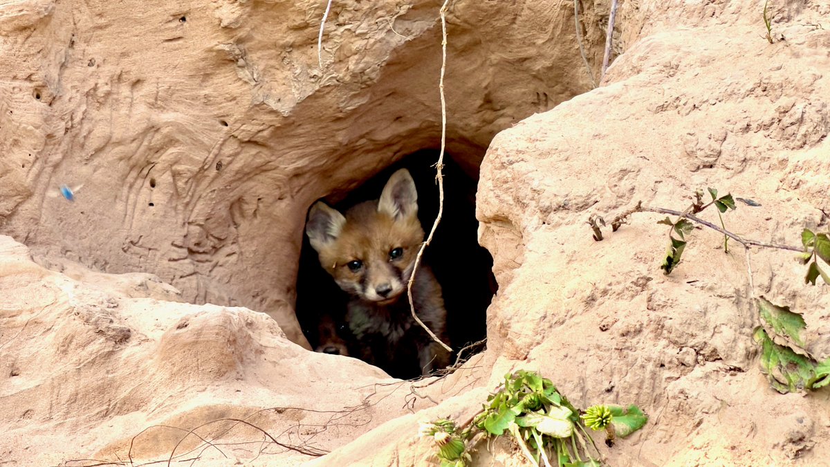 Moving very quietly in my solo walk around the river I had the pleasure of stumbling upon this awesome sight. Serendipity. Managed to crack off a couple of snaps with my phone before they backed into darkness.
