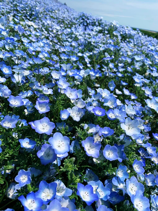 家族で茨城満喫してきた!鯉のぼりと姉 