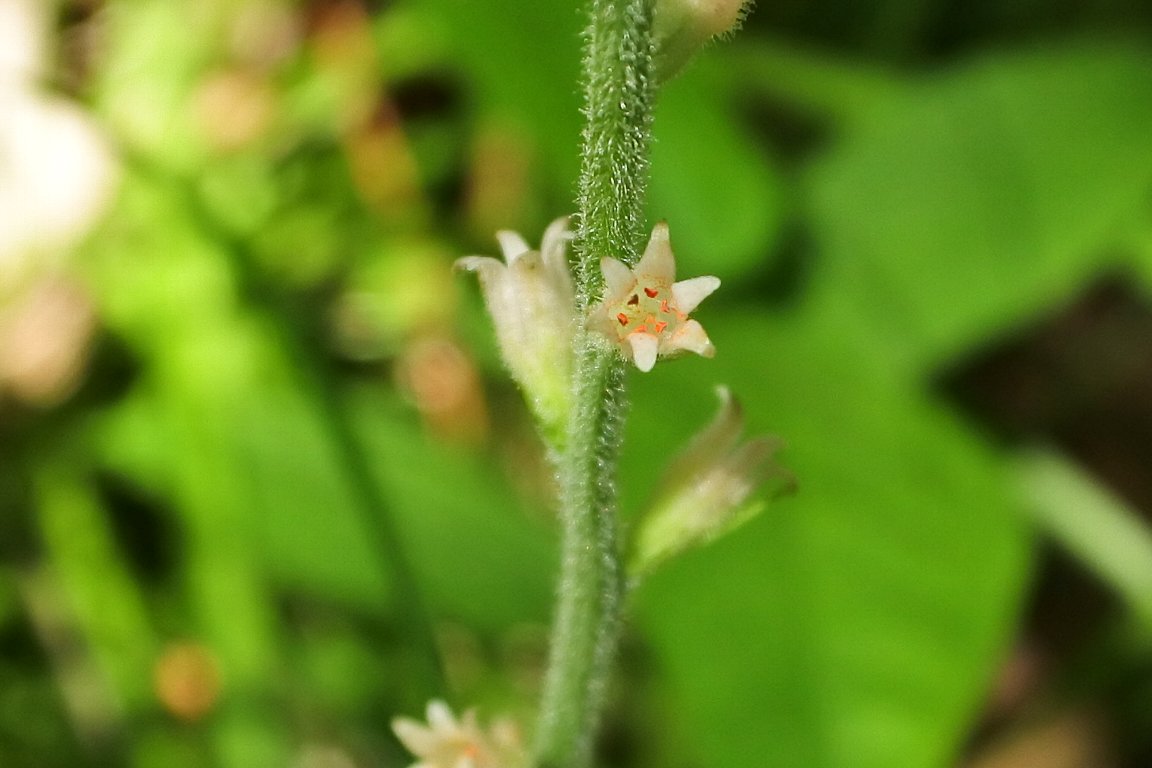 漱石枕流 ソクシンラン 束心蘭 By J5 いつもの路で ソクシンラン 束心蘭 の小さな花が開き始めていました 径は３mm程の小さな白い壺状の花で 雄しべの葯が鮮やかなオレンジ色をしています 名前に 蘭 と付いていますが ラン科ではありません
