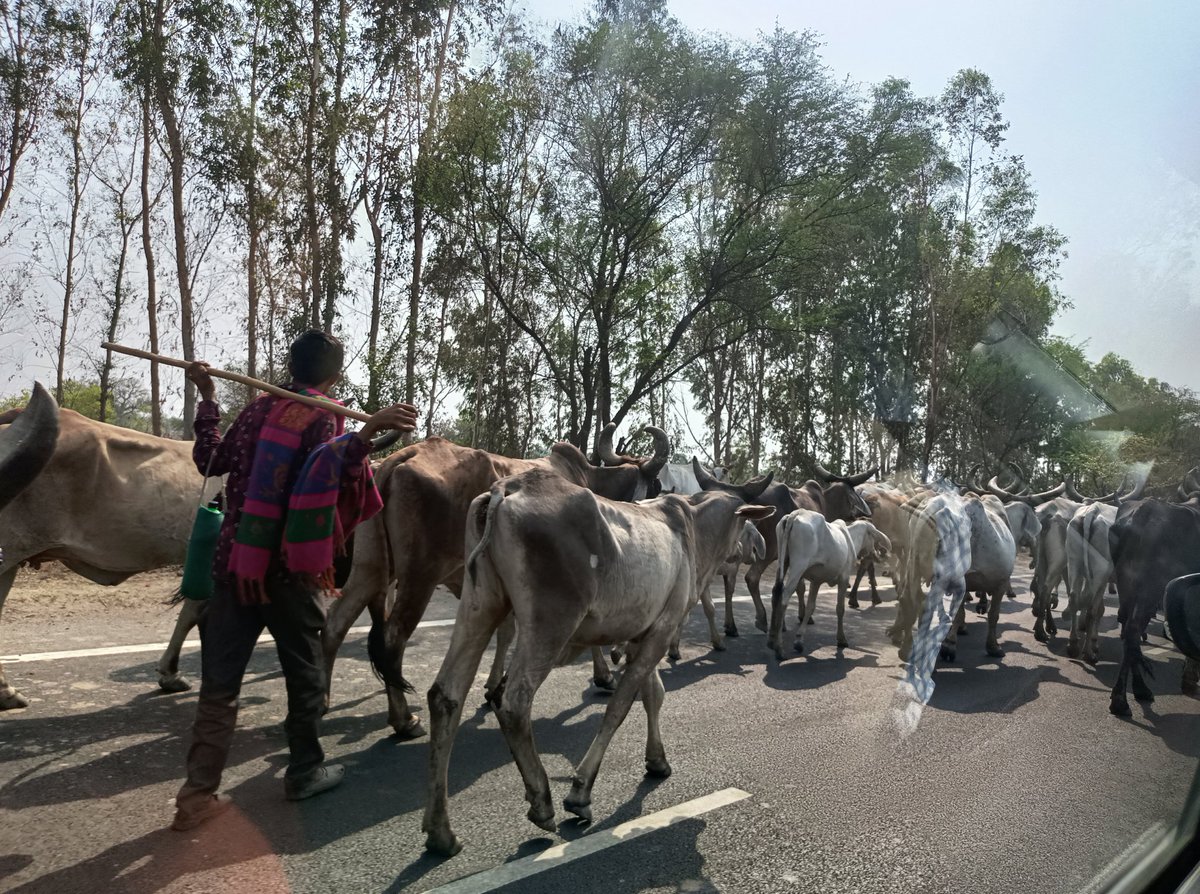 NehaChandan1's tweet photo. National Highway 10 blocked for more than 3 Km. More cows on the road than cars.@nitin_gadkari @NHAI_Official https://t.co/YuSIlPdxEQ