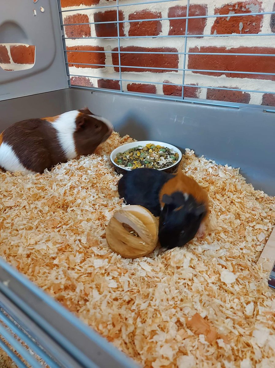 MaisonDesChons's tweet photo. Nous venons de recevoir des photos de Decibelle et Zigzag, qui sont super bien installées ! Une très belle adoption https://t.co/hki8qIag0I