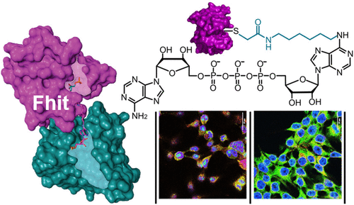 Innov_Materials's tweet photo. JACS online:
#Chemical #Proteomics of the #Tumor Suppressor Fhit #Covalently Bound to the Cofactor Ap3A Elucidates Its #Inhibitory Action on Translation
@J_A_C_S @isciverse @CHNSci
#Chemistry #Science #Catalysis #technology
https://t.co/0z7oiHRs7m https://t.co/Wjj299kCM6