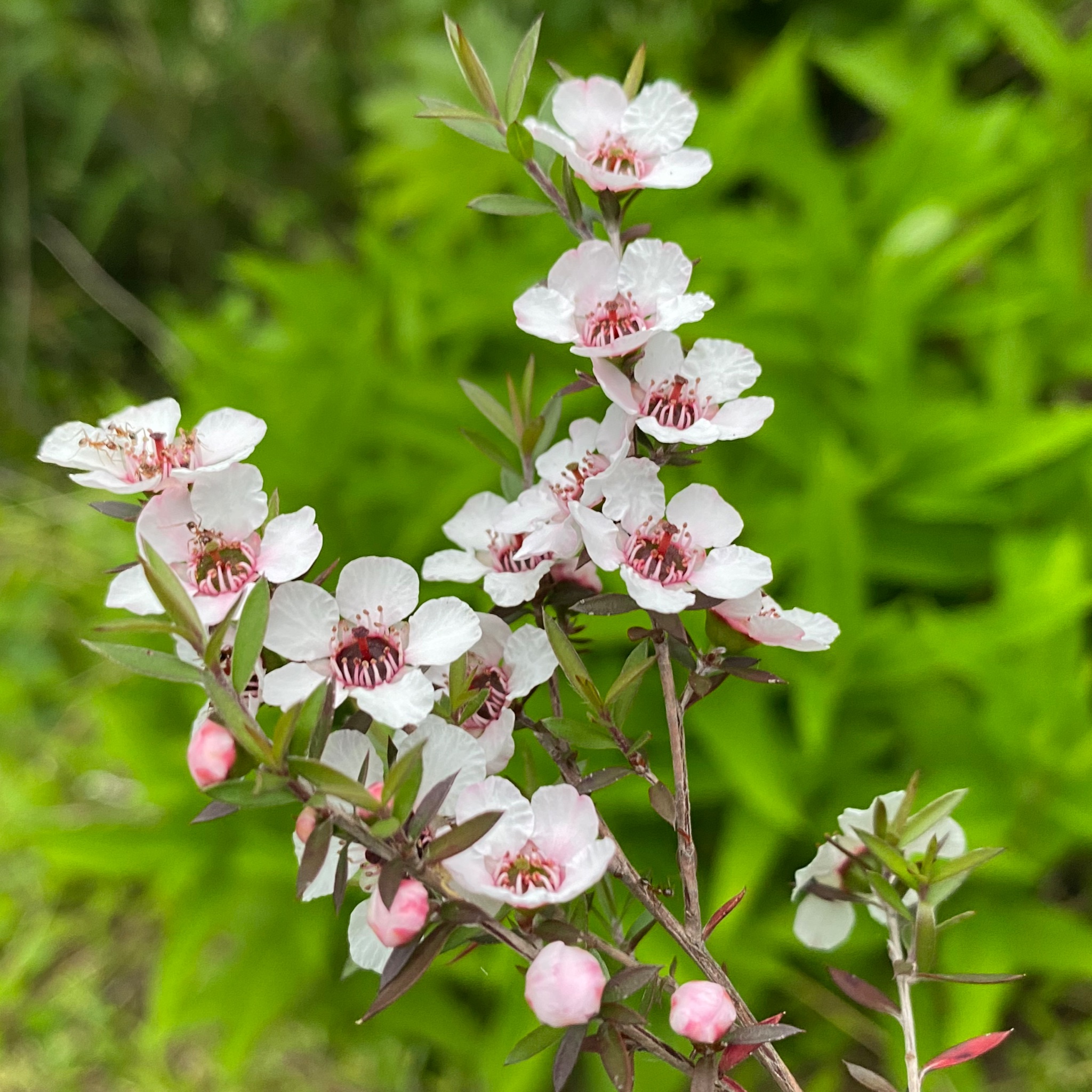 Papa Niwa ギョリュウバイ 一重の白花 が初めて開花 ギョリュウバイ マヌカハニー T Co 6bfso76xcw Twitter