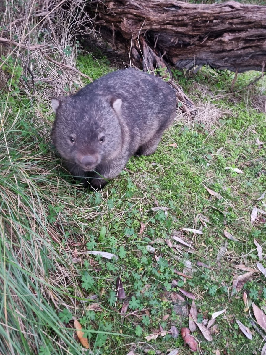 r__hickey's tweet photo. this little menace accidentally bit my finger today when I fed him 😆 he let me cuddle him after so imma take it as a love bite 🤣 #wombat #wilsonsprom #tidalriver https://t.co/2Sm9gZT3xU