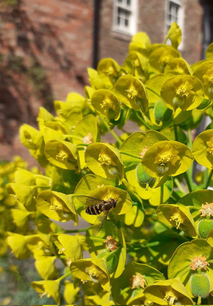 greenbeltsal's tweet photo. Plenty of #PollinatorPitstops here. https://t.co/ZhW2N6Jf8K