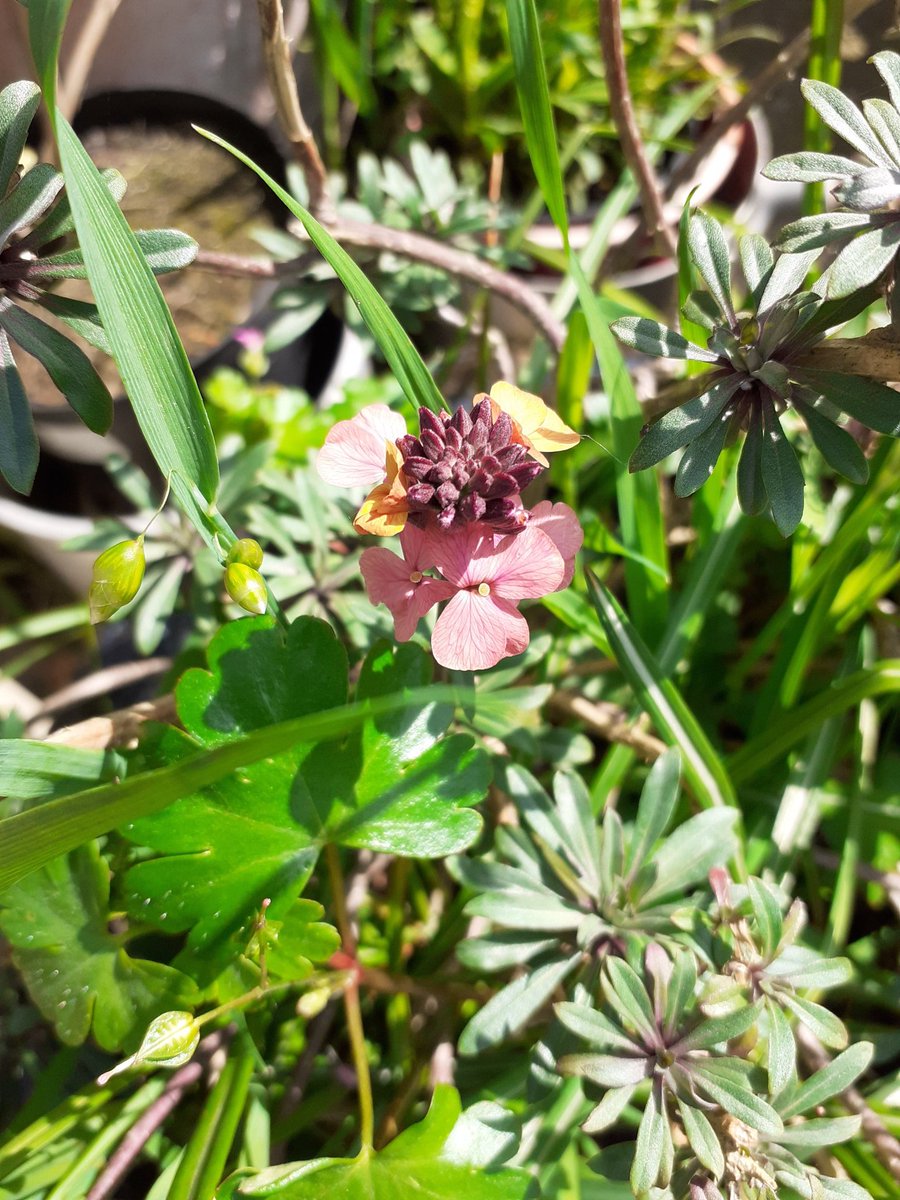 greenbeltsal's tweet photo. Plenty of #PollinatorPitstops here. https://t.co/ZhW2N6Jf8K