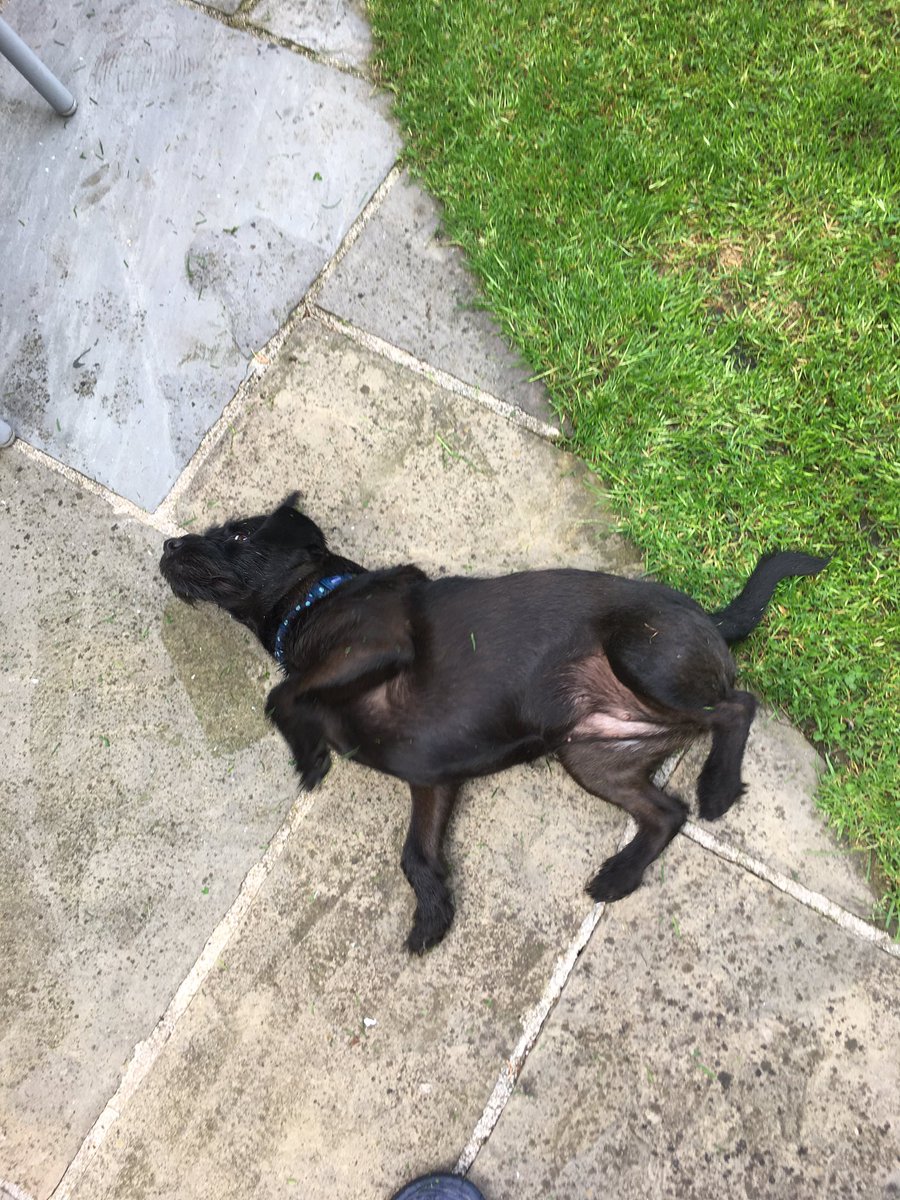 asifamhp's tweet photo. All the help, support & supervision I don’t need #AMHPpottering #AMHPhound #PooPatrol 🐶💩✔️ https://t.co/cb2RgBTIZk