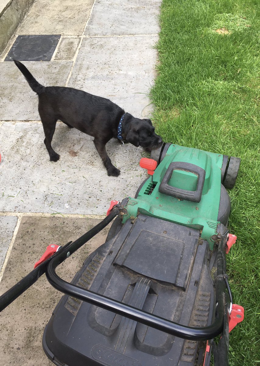 asifamhp's tweet photo. All the help, support & supervision I don’t need #AMHPpottering #AMHPhound #PooPatrol 🐶💩✔️ https://t.co/cb2RgBTIZk