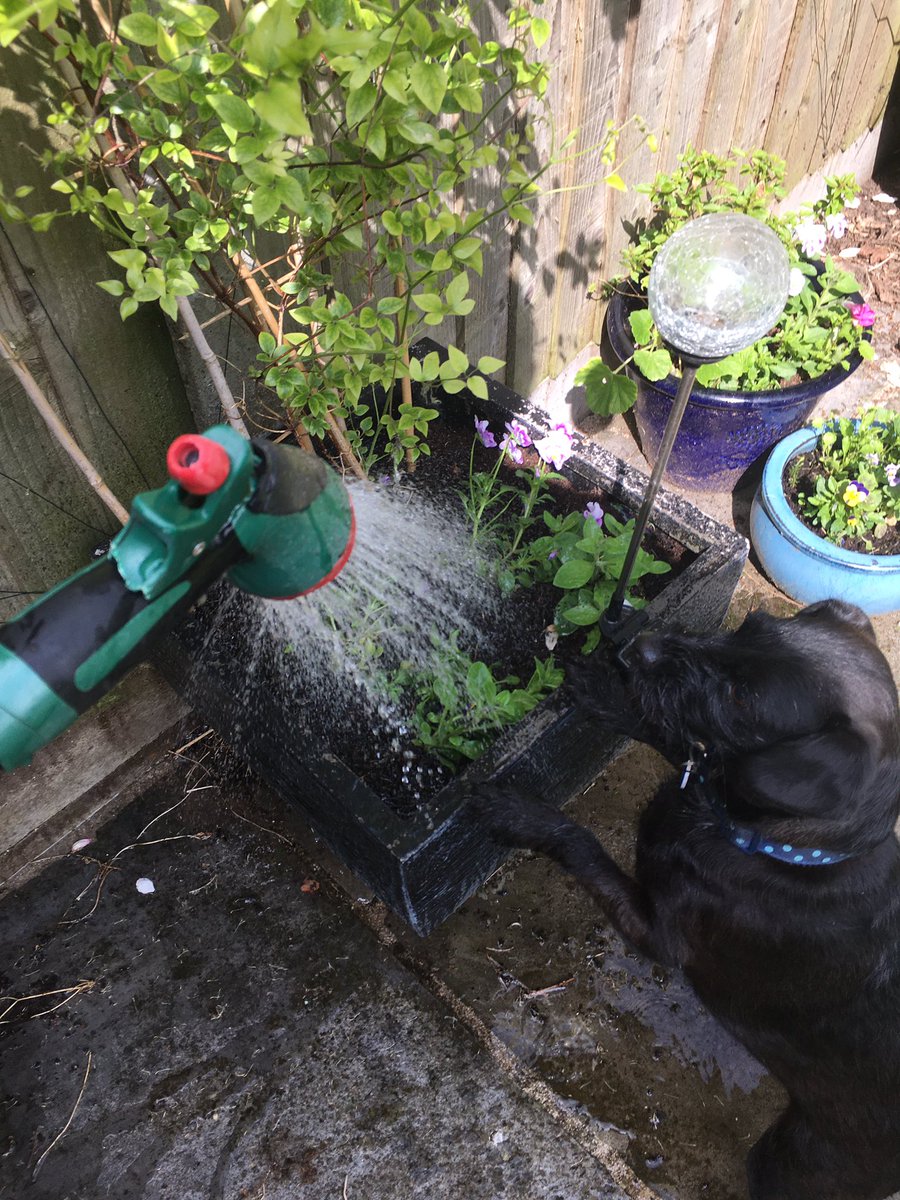 asifamhp's tweet photo. All the help, support & supervision I don’t need #AMHPpottering #AMHPhound #PooPatrol 🐶💩✔️ https://t.co/cb2RgBTIZk