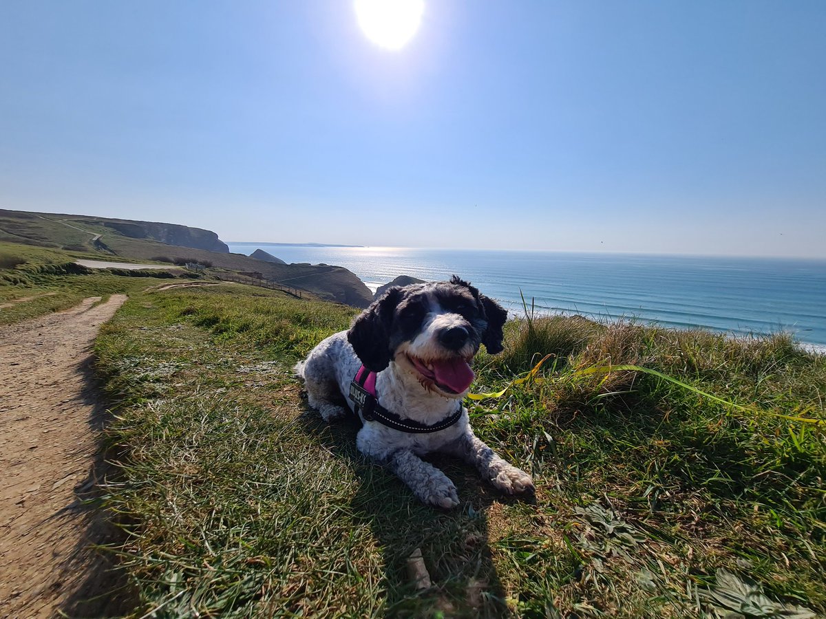 It's Rosie's birthday, she's 9 today! 🥳