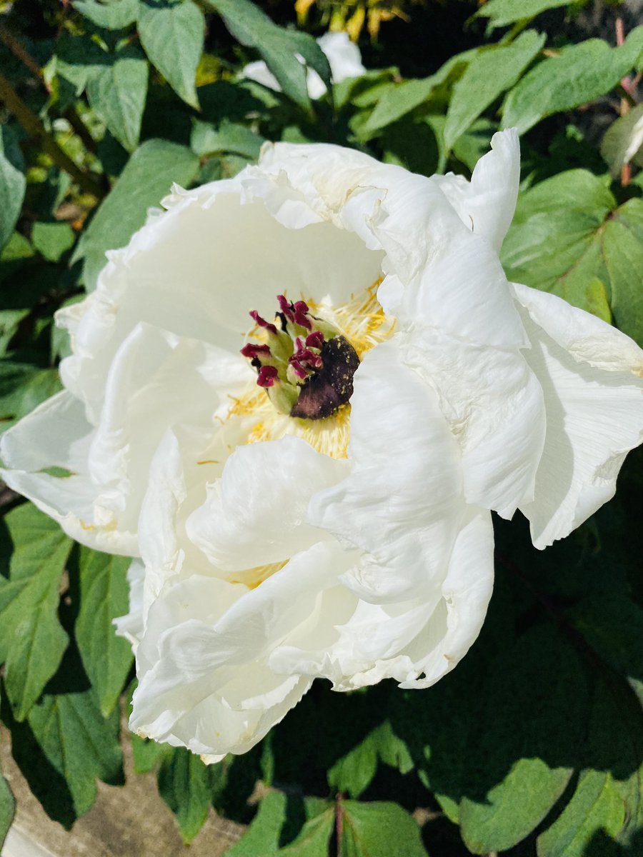 johnrigbymusic's tweet photo. Happy Sunday everyone! Coming back to these beauties in my garden brings such joy!! #SimplePleasures #PeonyAddict https://t.co/ob0ZY4wi9W