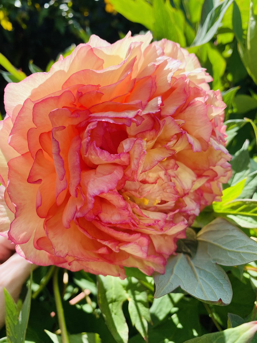 johnrigbymusic's tweet photo. Happy Sunday everyone! Coming back to these beauties in my garden brings such joy!! #SimplePleasures #PeonyAddict https://t.co/ob0ZY4wi9W