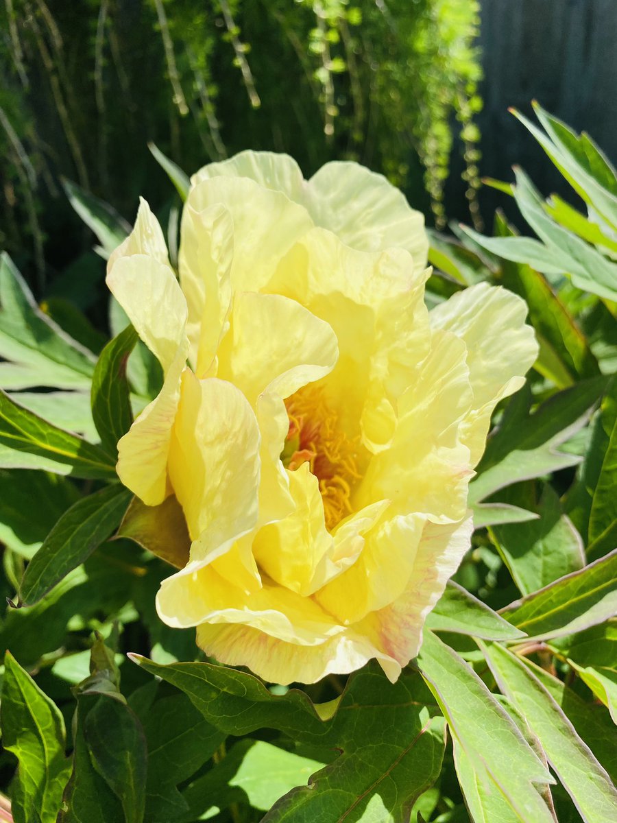 johnrigbymusic's tweet photo. Happy Sunday everyone! Coming back to these beauties in my garden brings such joy!! #SimplePleasures #PeonyAddict https://t.co/ob0ZY4wi9W