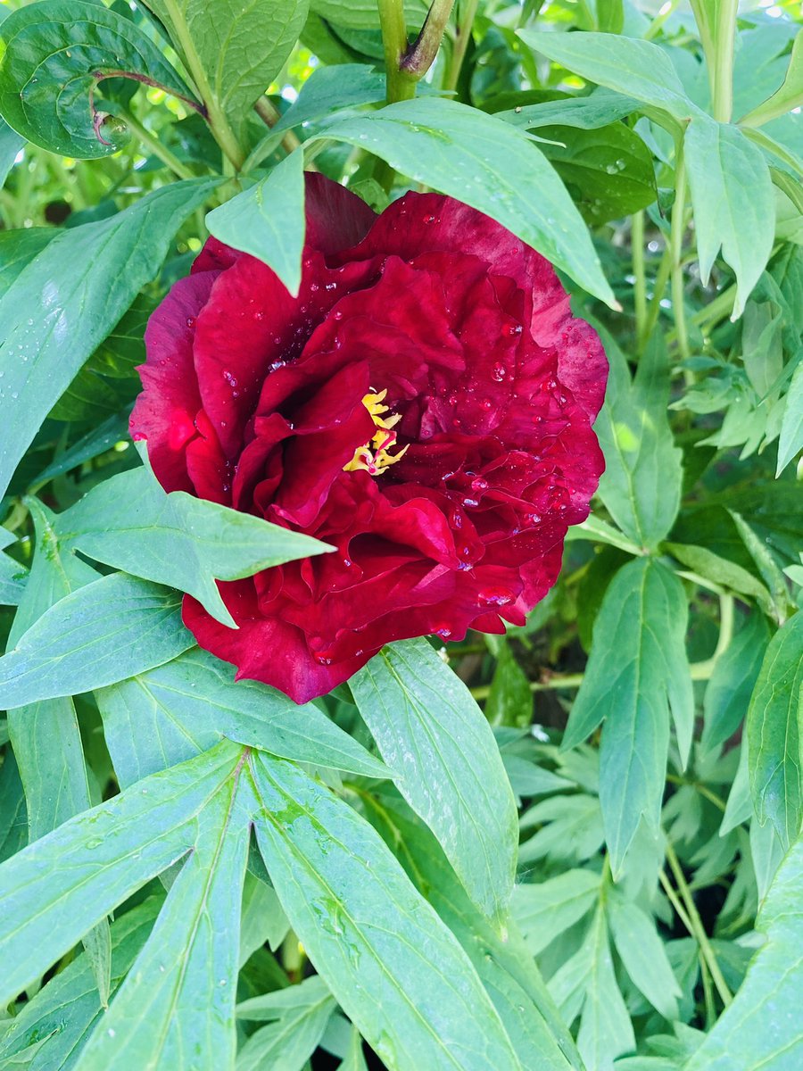 johnrigbymusic's tweet photo. Happy Sunday everyone! Coming back to these beauties in my garden brings such joy!! #SimplePleasures #PeonyAddict https://t.co/ob0ZY4wi9W