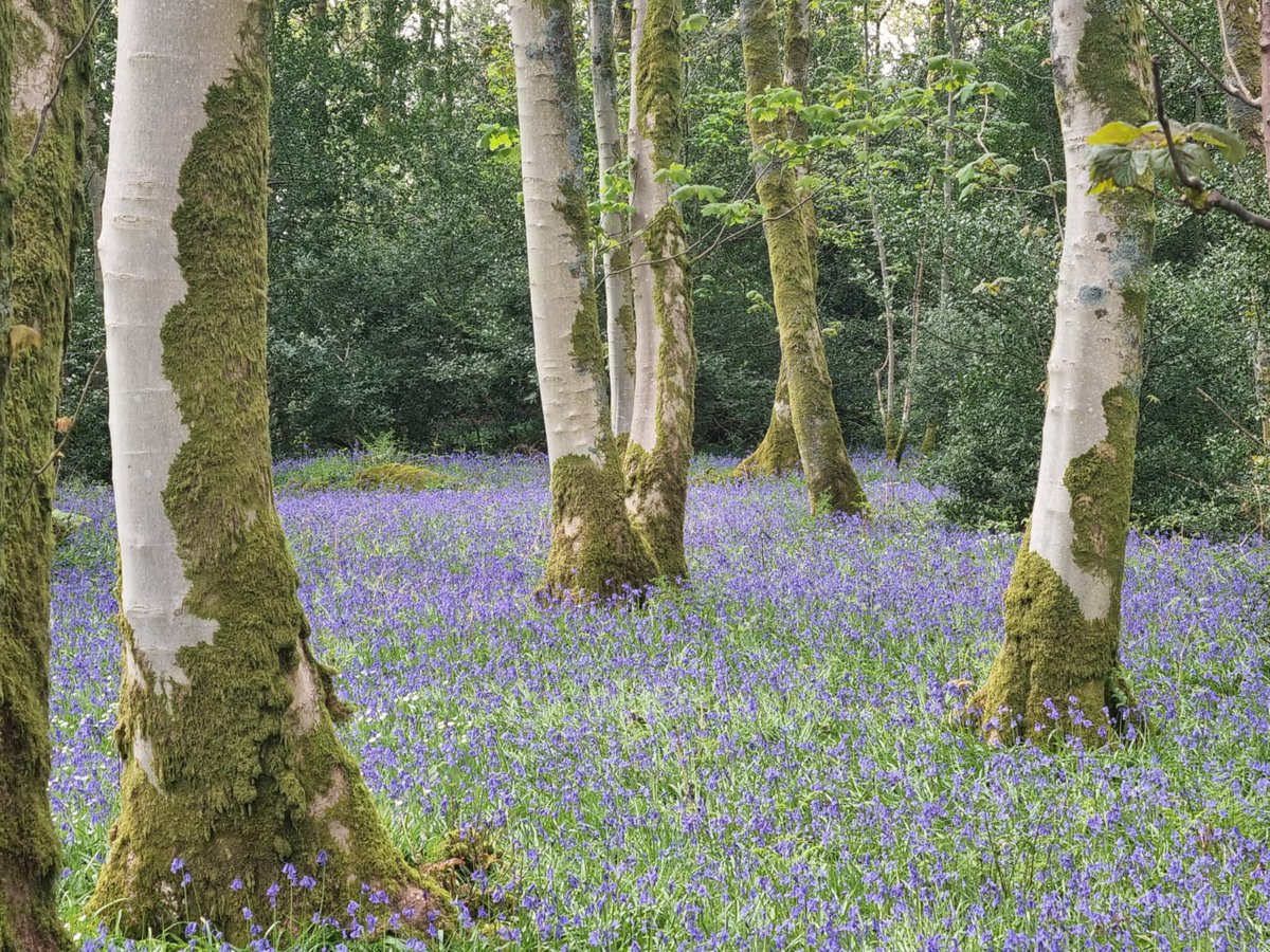 GoLakeDistrict's tweet photo. Late availability in Stable Cottage (sleeps 2) and Blacksmiths Cottage (sleeps 4),  from Monday 9th May, minimum 2 nights. Book online and get 20% off your stay at https://t.co/lGkHB3ZTOk

#lakedistrict #bluebells #shortbreak https://t.co/fBe7lsAXRt