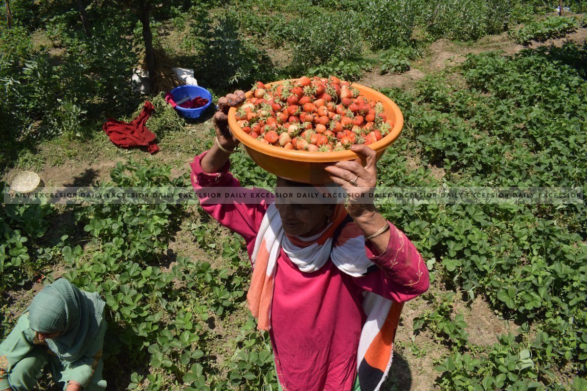 DailyExcelsior1's tweet photo. #InPcs | Farmers picking strawberries at a farm in Gassu on the outskirts of Srinagar
Pics | Shakeel/Excelsior https://t.co/gLyZa8M16W