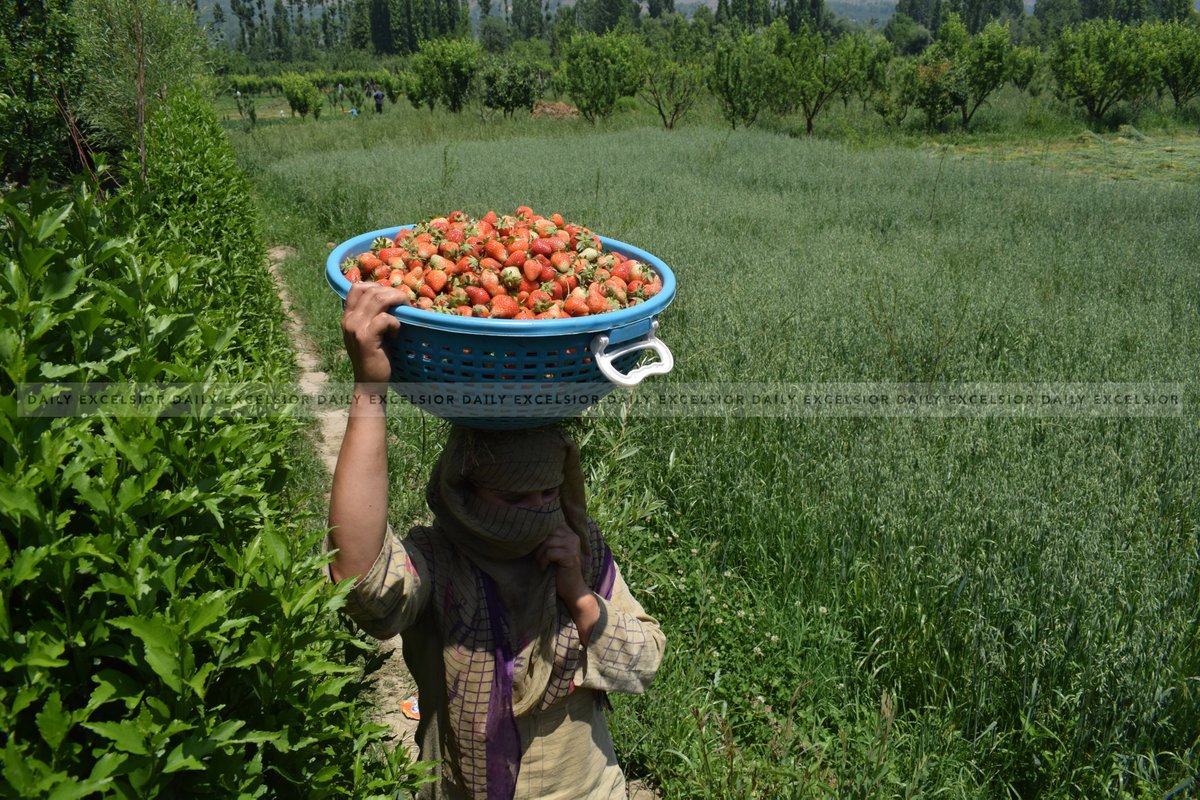 DailyExcelsior1's tweet photo. #InPcs | Farmers picking strawberries at a farm in Gassu on the outskirts of Srinagar
Pics | Shakeel/Excelsior https://t.co/gLyZa8M16W
