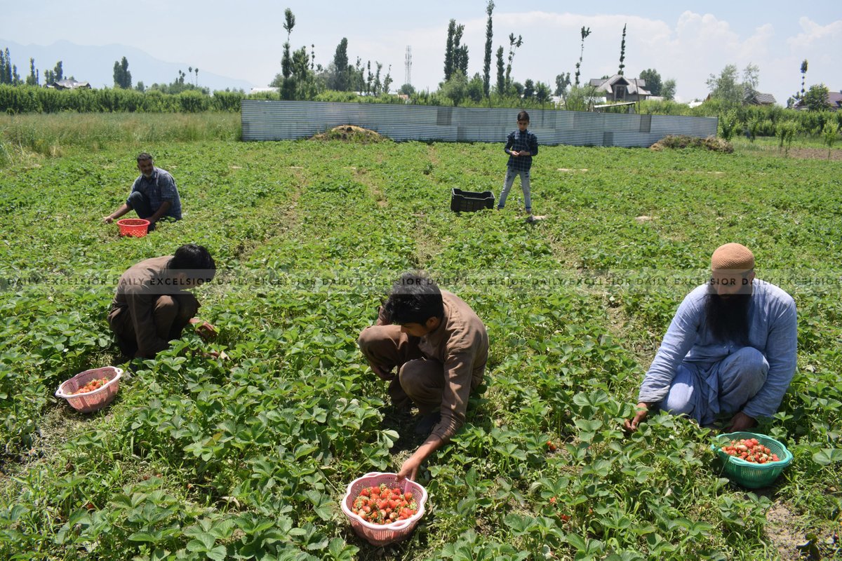 DailyExcelsior1's tweet photo. #InPcs | Farmers picking strawberries at a farm in Gassu on the outskirts of Srinagar
Pics | Shakeel/Excelsior https://t.co/gLyZa8M16W