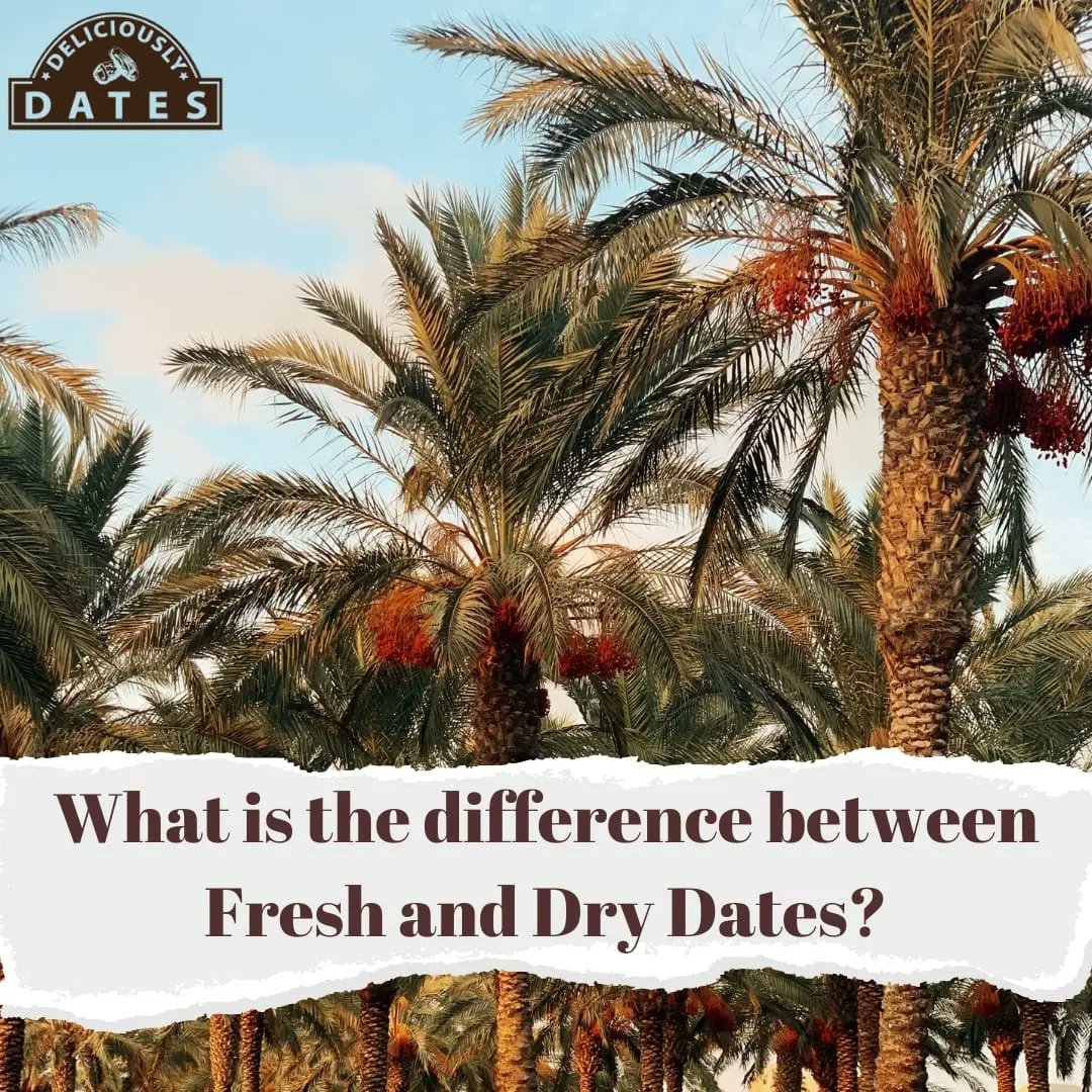DeliciouslyDate's tweet photo. The 3 stages of #dateripening:
1.#Khalal(Moisture content - 80%) 
Known as #YellowCrunchyDates
2.#Rutab(Moisture content – 50/70%)
Fully ripened dates with light brown colour.
3.#Tamr(Moisture content -10%)
These #dates are the driest and the ones usually sold in supermarkets. https://t.co/iA8F3Ymo7A