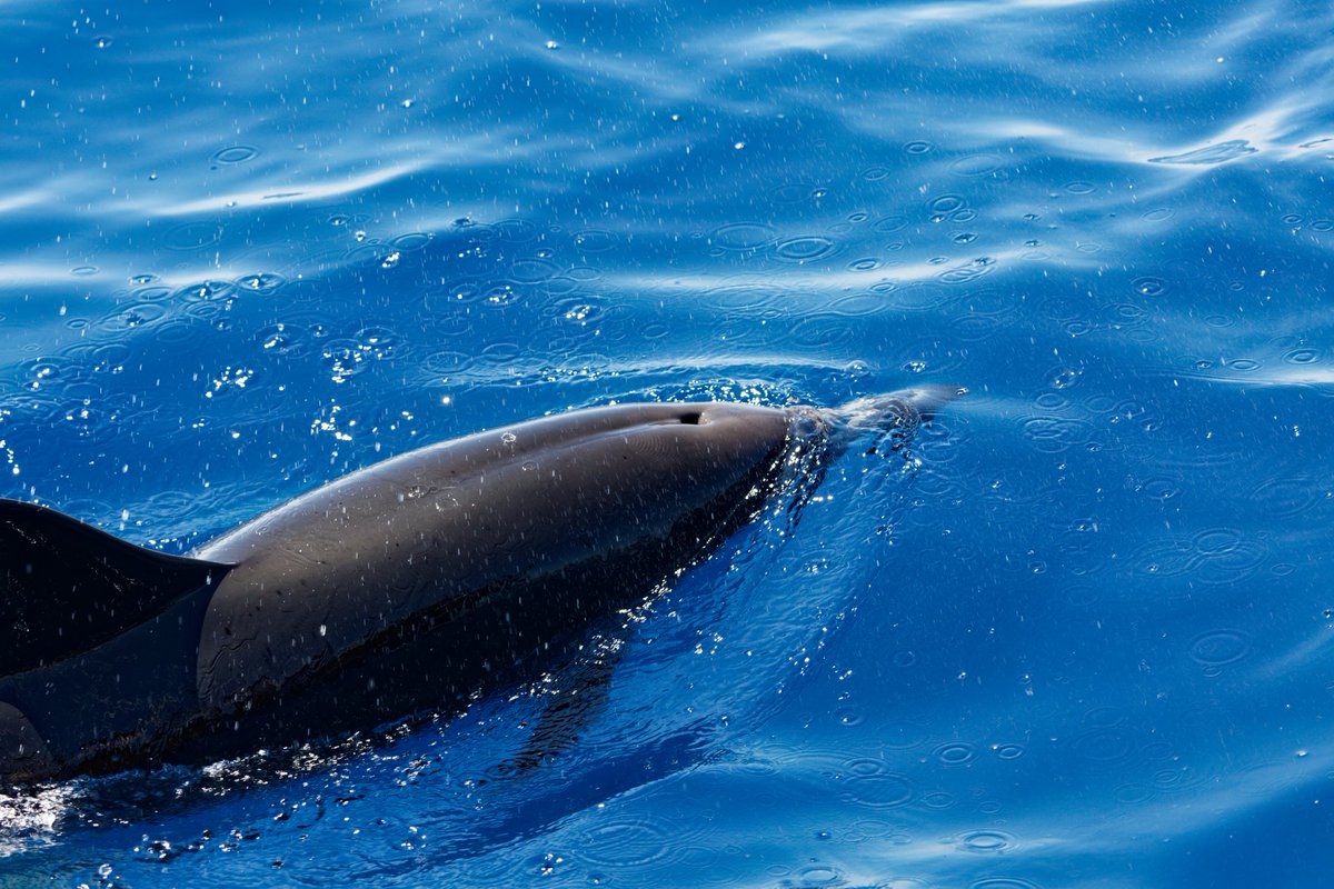 utek's tweet photo. Dolphins. #madeira #dolphins #photo #ocean https://t.co/RisLMyOV84