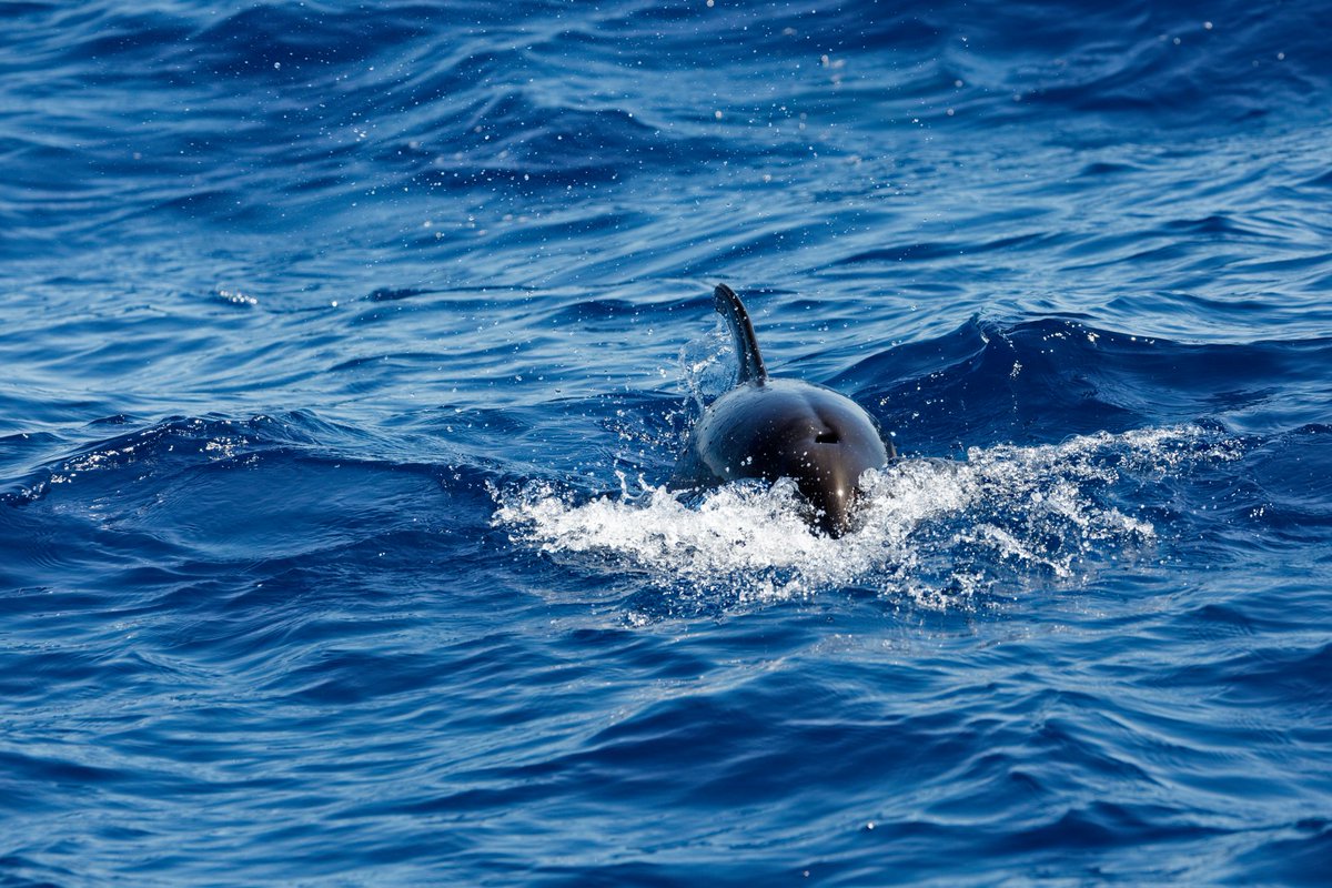 Dolphins. #madeira #dolphins #photo #ocean