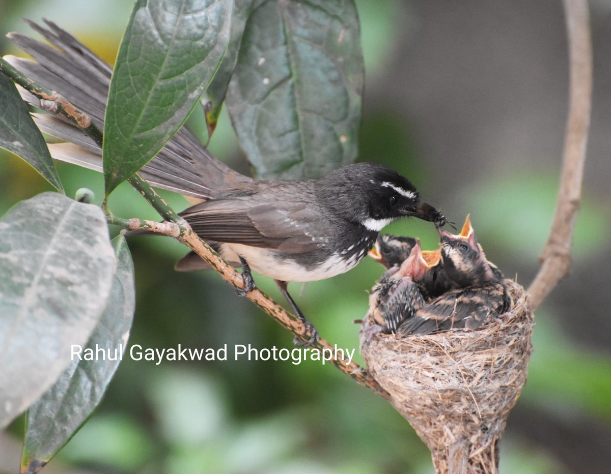 rahul_gayakwad's tweet photo. Feeling lucky enough to get this click, that too on Mother's Day.
Malaysian pied Fantail busy feeding her little one's.
#happymotherday #birds #mothersday #photooftheday #kolhapurphotography #kolhapursurvey #pressphotography #photojournalism #TOI #NationalGeographic https://t.co/ht2Z7tPXpN