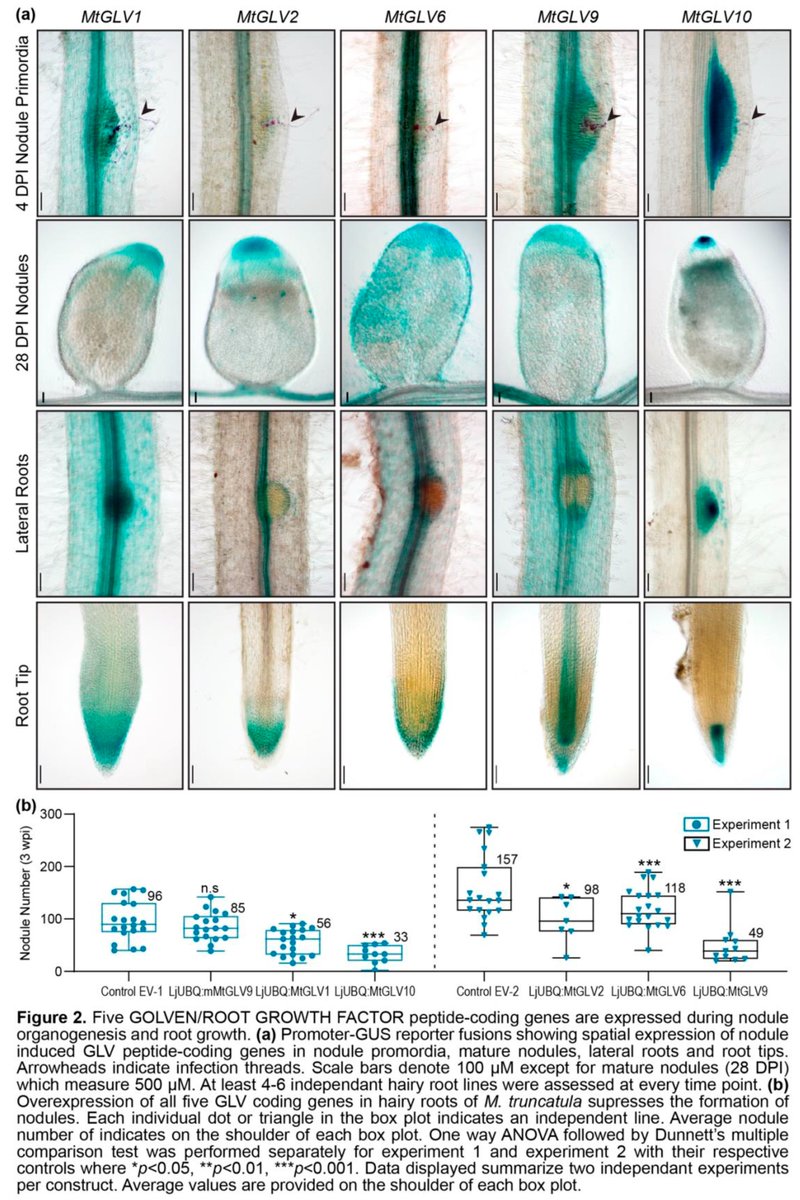 Want something interesting about regulation of lateral root development by small signalling peptides?

Here is new study about GOLVEN10 conducted by @SonaliRoy_, @kathschiessl, @gilesedoldroyd et al.

from @biorxiv_plants 
👇