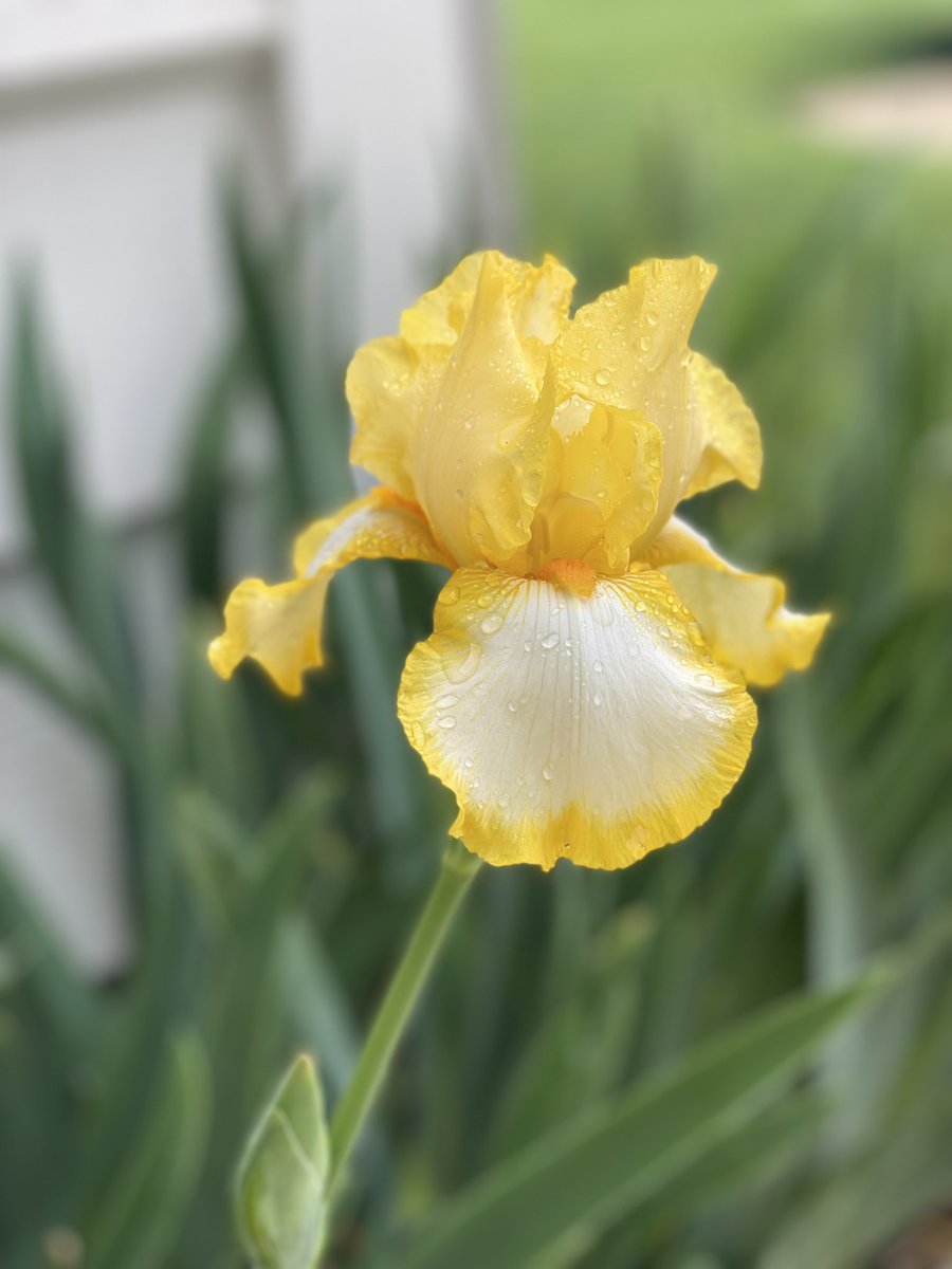 LawKsRealtor's tweet photo. @claudiorossi11 Moved to a new house. A yellow iris was my spring gift! https://t.co/7HydFBK9BR