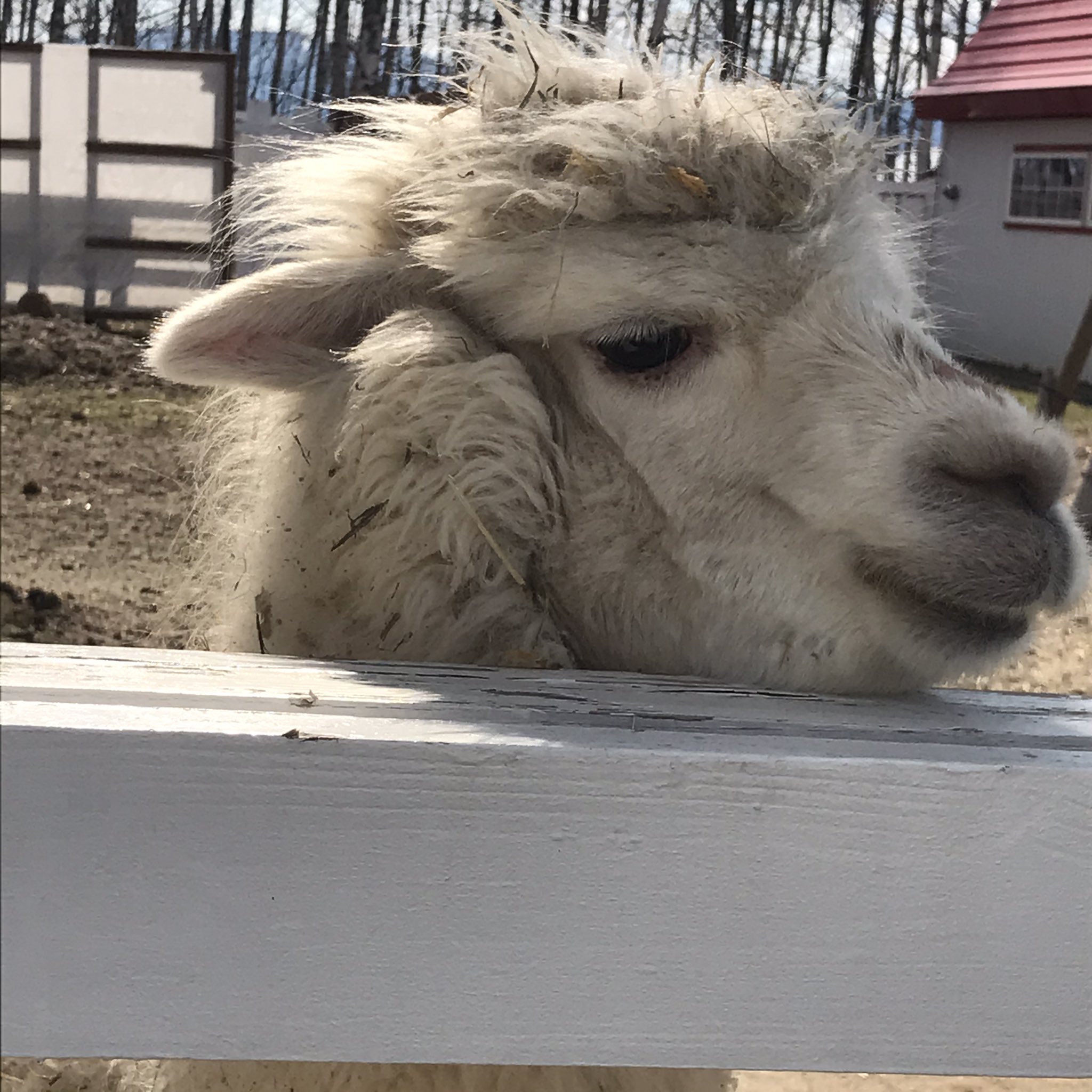 愛原こなつ ぶわあぁぁぁ ランキング気にしてないゆるイベとはいえとはいえとはいえ 1週間リスナーさんも私も頑張ったよおぉー D 沢山ありがとうございます あと1枠 00 21 00まで来れる方よろしくお願いします 愛原こなつの部屋