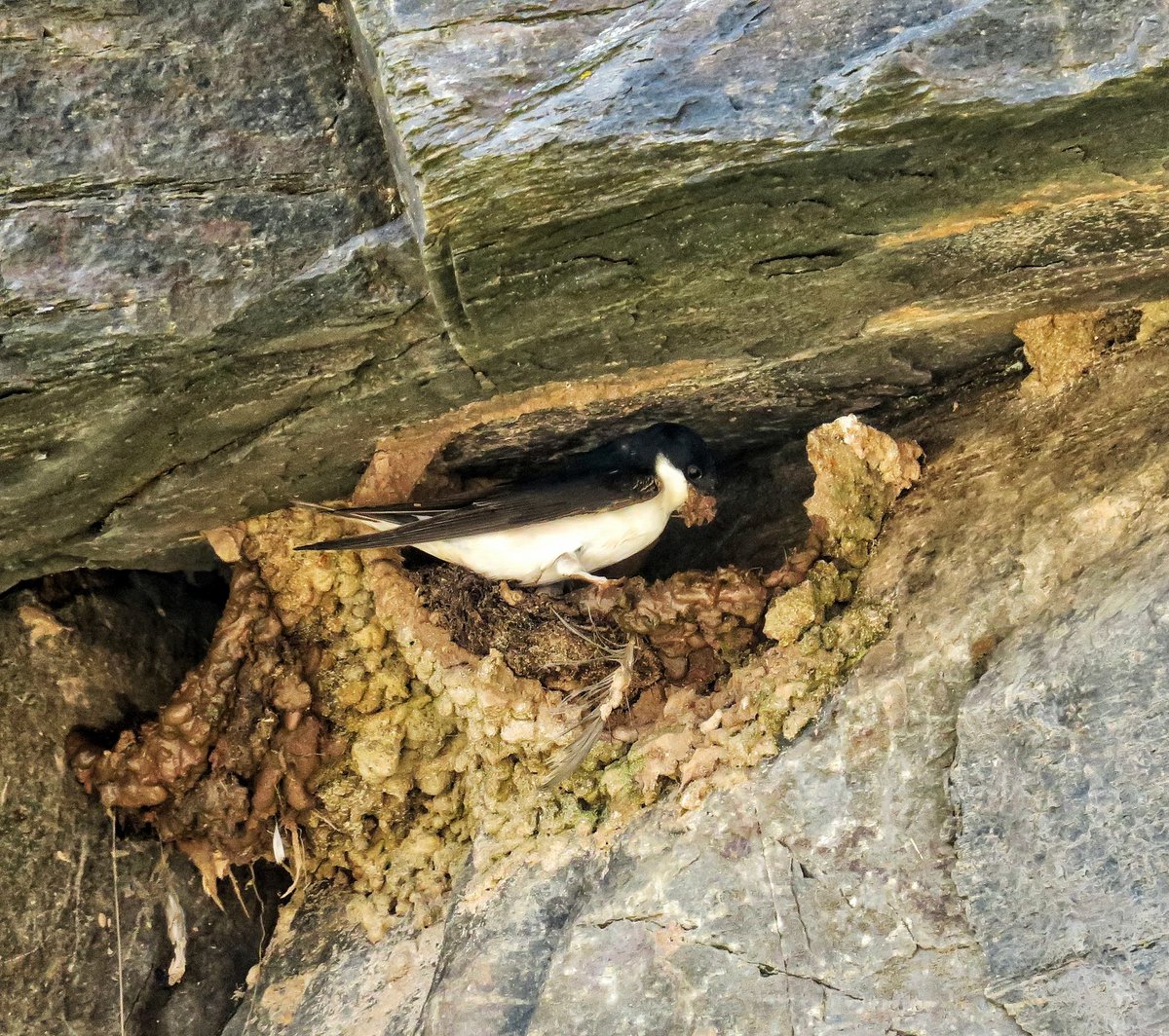 StewartPaul1's tweet photo. A walk from #Collieston to beautiful #Hackley Bay through the #ForvieNature Reserve is a delight. Great to see the house martins building their nests into the rock faces. @VisitScotland @ScotsMagazine #outandaboutscotland #aberdeenshire https://t.co/cRetUuUJ7M