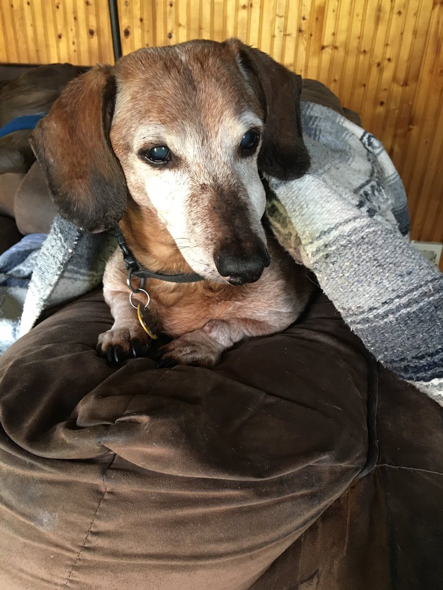 MarcS2's tweet photo. @DachshundWalter @NeilSausage @TheSquirmyWorms Not quite….I win! https://t.co/OabcYX9liY