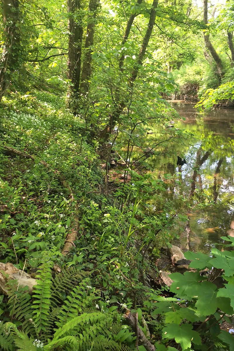 murdoch_iain's tweet photo. Collecting wild garlic on #riverfrome today #moorend https://t.co/X4ygZC7VEZ