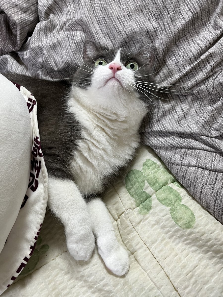doctoral_degree's tweet photo. 호빵을 뒤집어 쓴 고양이 https://t.co/jq4o2rBt0A