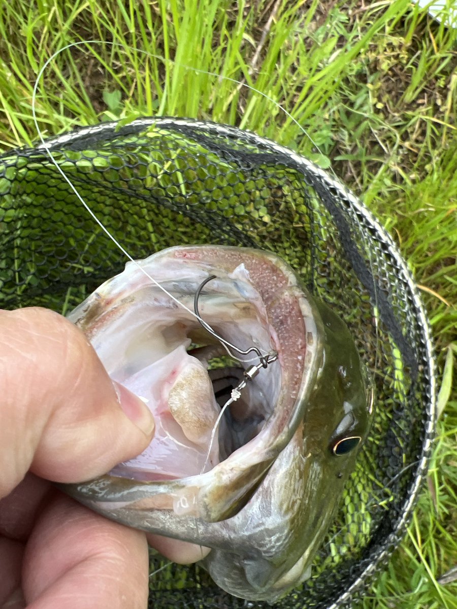 レッグワーム2.5 ヘビダン
ヘビダンはレッグかそれ以外か‥迄ある。レッグはある意味特殊なんだよ🤔
使い方が分かんなかった頃は釣れねぇルアーだと思ってた。

ウォーカーのバンダナくらい色数たくさん持ってるのに…
使うのは#20がほぼ8割。