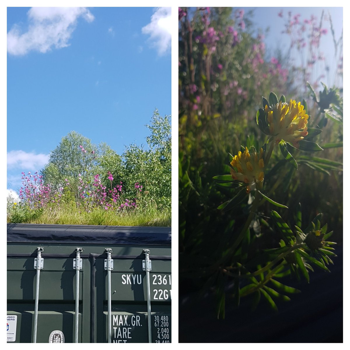 HenllysLNR's tweet photo. Always lovely to see wildlife benefiting from our many years of #volunteering. Plan, grant write, deliver & monitor. #natureisntneat #lovepollinators #wildflowers #cutandcollect https://t.co/TPVoaSXcr3