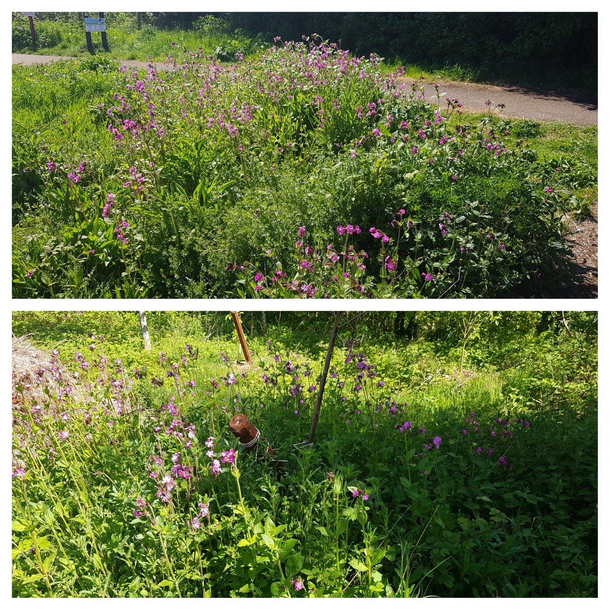 HenllysLNR's tweet photo. Always lovely to see wildlife benefiting from our many years of #volunteering. Plan, grant write, deliver & monitor. #natureisntneat #lovepollinators #wildflowers #cutandcollect https://t.co/TPVoaSXcr3