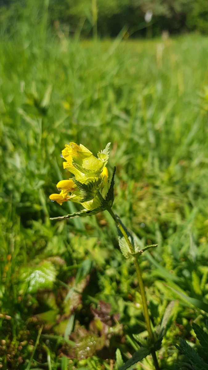HenllysLNR's tweet photo. Always lovely to see wildlife benefiting from our many years of #volunteering. Plan, grant write, deliver & monitor. #natureisntneat #lovepollinators #wildflowers #cutandcollect https://t.co/TPVoaSXcr3