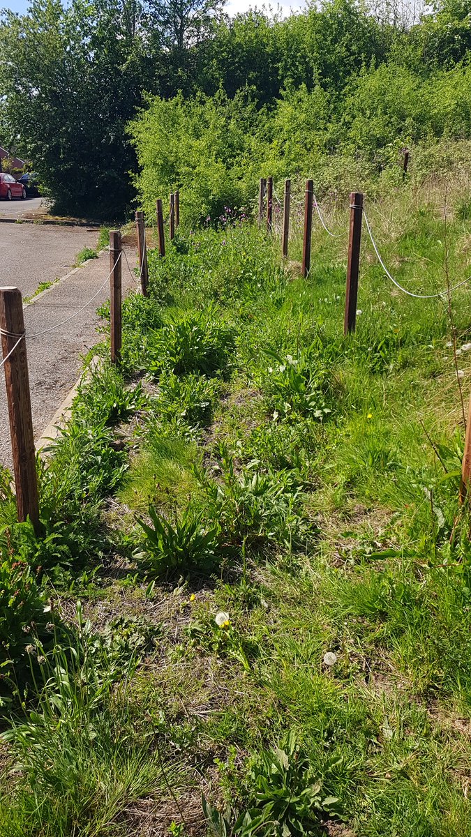 HenllysLNR's tweet photo. Always lovely to see wildlife benefiting from our many years of #volunteering. Plan, grant write, deliver & monitor. #natureisntneat #lovepollinators #wildflowers #cutandcollect https://t.co/TPVoaSXcr3