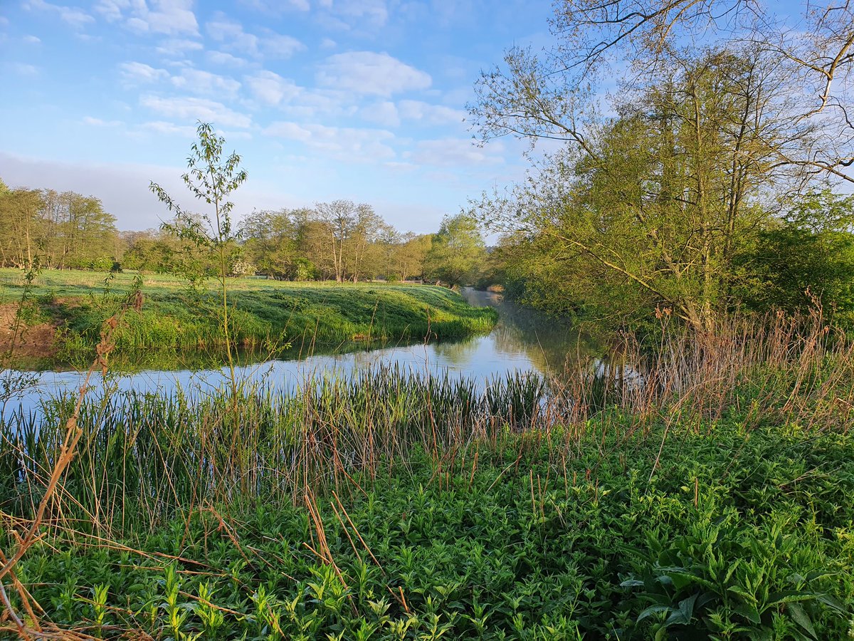 NeilCalbrade's tweet photo. A gorgeous morning for my #WBBS along the river at Santon Downham, 2 Crossbills the highlight along with a record count of 6 Cetti's Warblers https://t.co/QTwl0vQL6Z