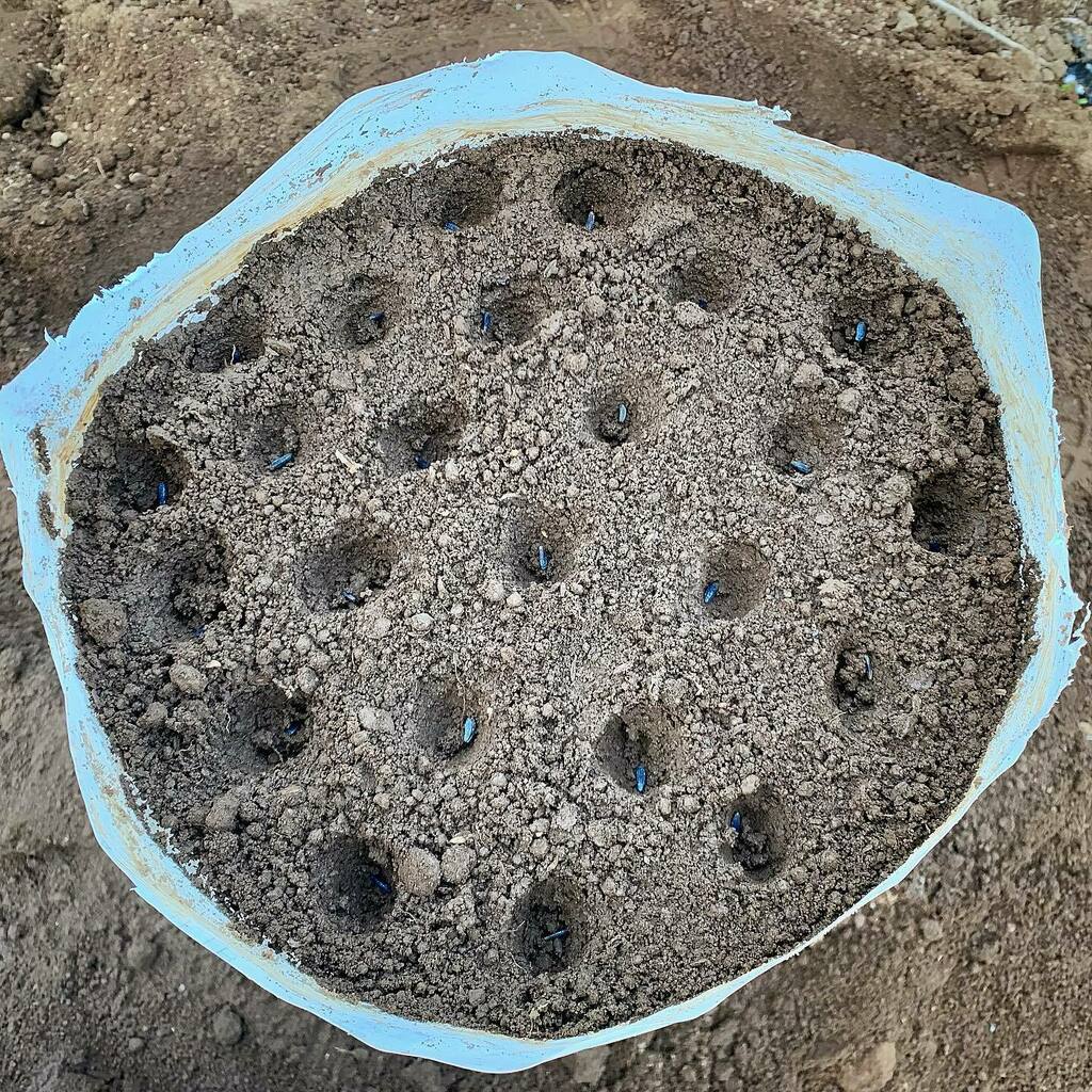 ごぼう袋栽培 Twitter Search Twitter