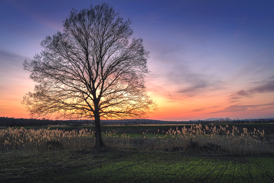 New artwork for sale - Lonely bare tree in the field at sunset dejan-travica.pixels.com/featured/lonel… 

#lonelytree #sunset #landscape #serbia #sumadija #serbianlandscapes #serbianphotos #landscapephotos #landscapephotography #fineartphotography #wallart #walldecor #wallartforsale #giftideas