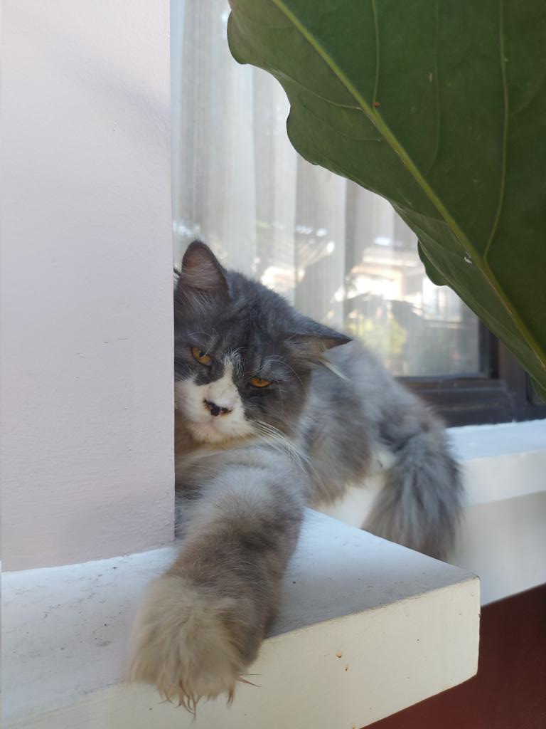 usalamah's tweet photo. @eskacang Onchi udah ga bobo kayak keset lagi, sekarang hobinya bobo di pojok jendela~ meow meow https://t.co/fcivznJO0L