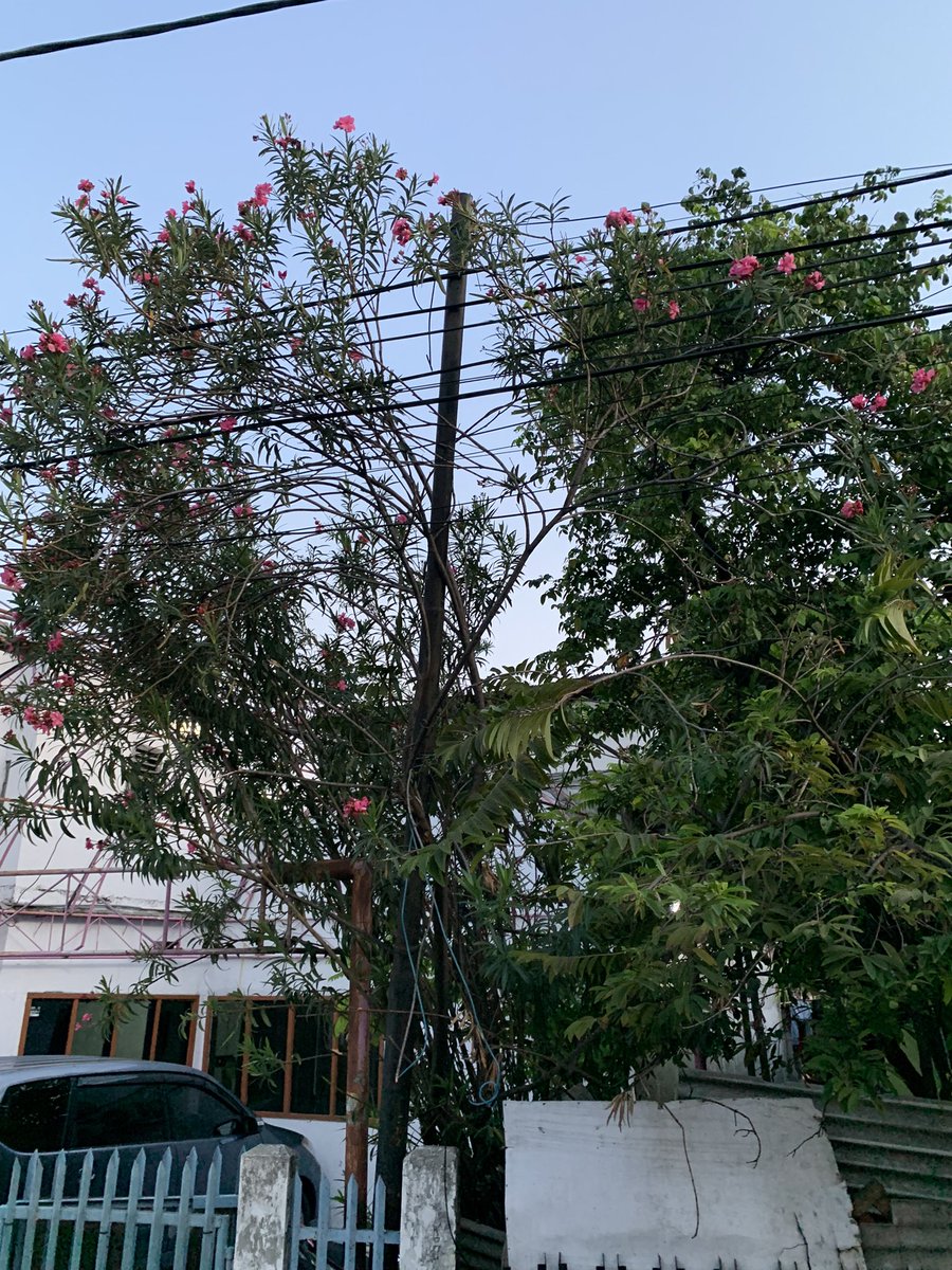 boimroot's tweet photo. Tolong respon cepatnya kalau tidak bakal merusak kabel listrik warga,karena tiang tua milik telkom @TelkomIndonesia @TelkomSolution @pln_123 https://t.co/cWE2WOEU0W